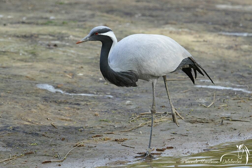 Demoiselle Crane