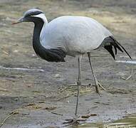 Demoiselle Crane