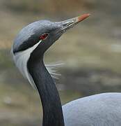 Demoiselle Crane