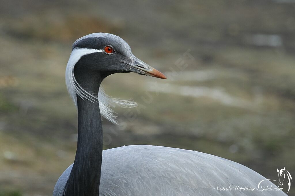 Demoiselle Crane