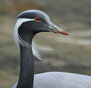 Demoiselle Crane