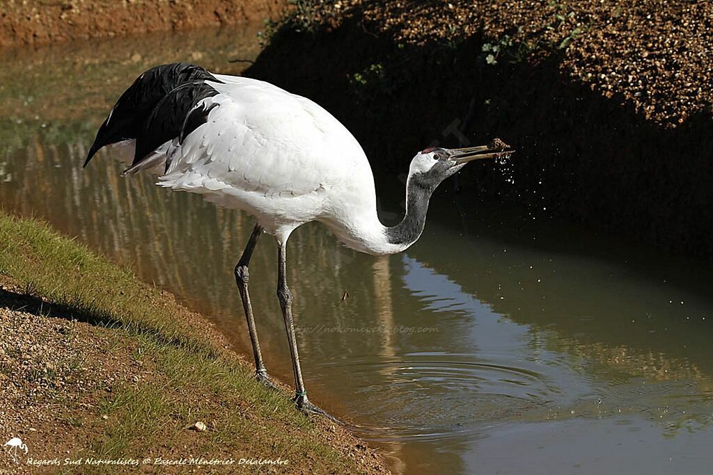 Red-crowned Crane