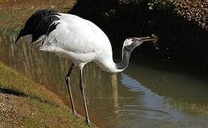 Red-crowned Crane