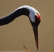 Red-crowned Crane