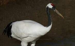 Red-crowned Crane