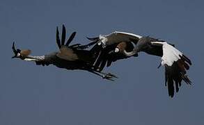 Grey Crowned Crane