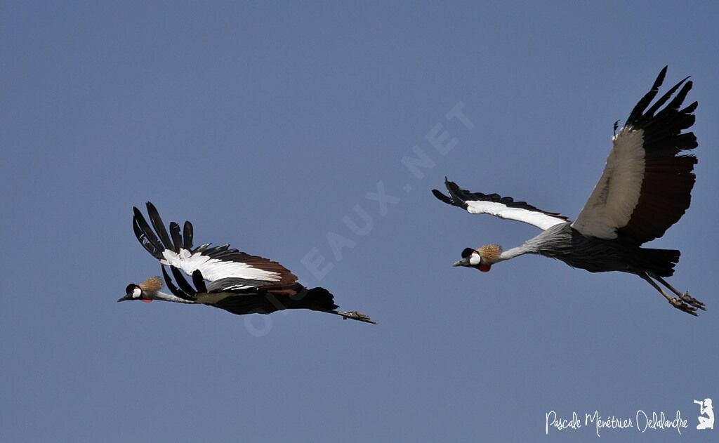 Grey Crowned Crane