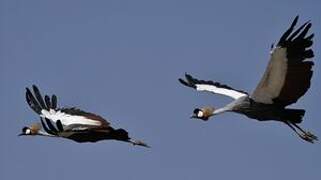 Grey Crowned Crane