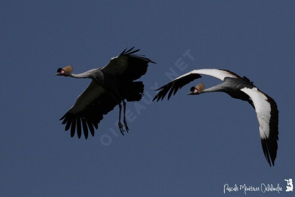 Grey Crowned Crane