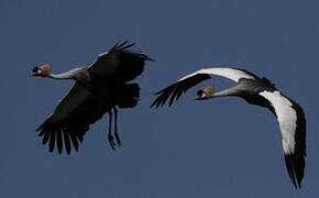 Grey Crowned Crane