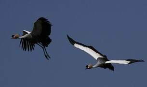 Grey Crowned Crane