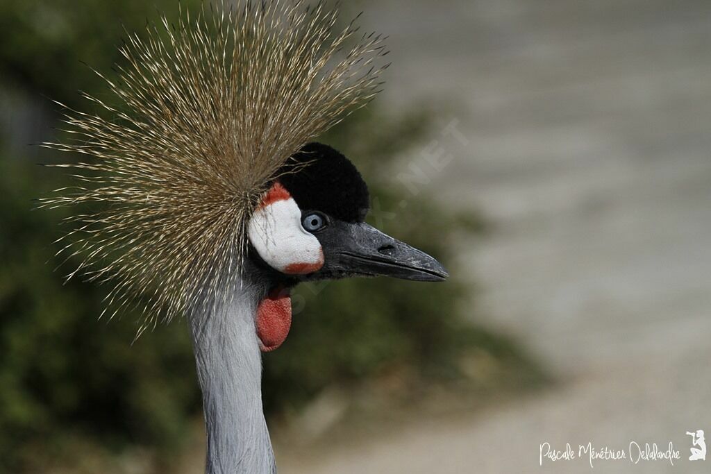 Grey Crowned Crane