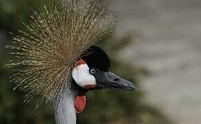 Grey Crowned Crane