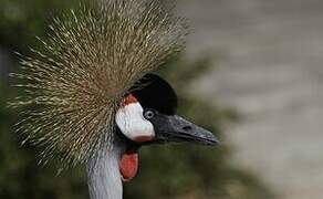 Grey Crowned Crane