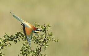 European Bee-eater