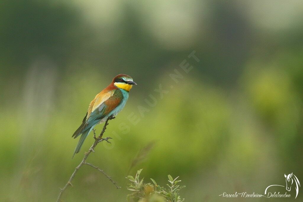 European Bee-eater