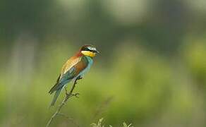 European Bee-eater