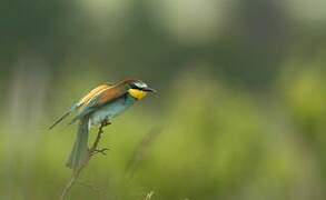 European Bee-eater