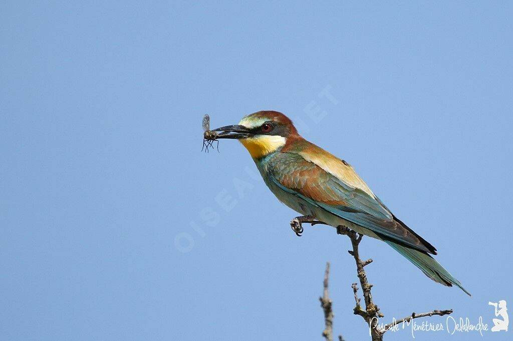 European Bee-eater