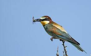 European Bee-eater