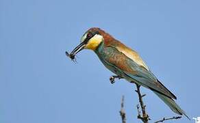 European Bee-eater