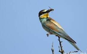 European Bee-eater