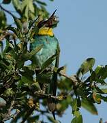 European Bee-eater