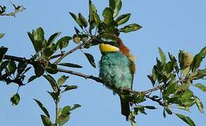 European Bee-eater