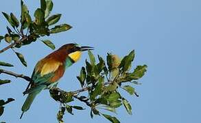 European Bee-eater