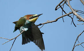 European Bee-eater