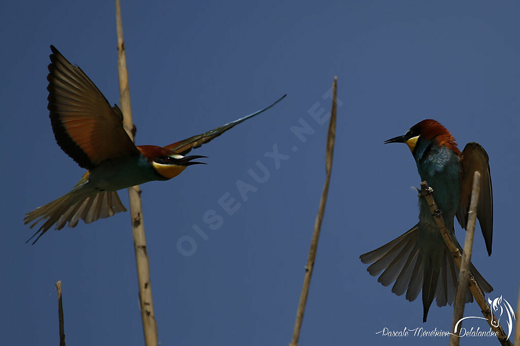 European Bee-eater