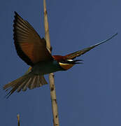 European Bee-eater