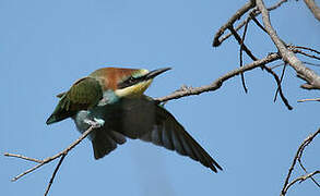 European Bee-eater