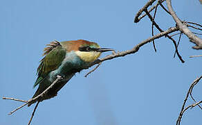 European Bee-eater