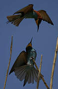 European Bee-eater