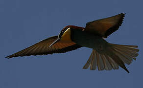 European Bee-eater