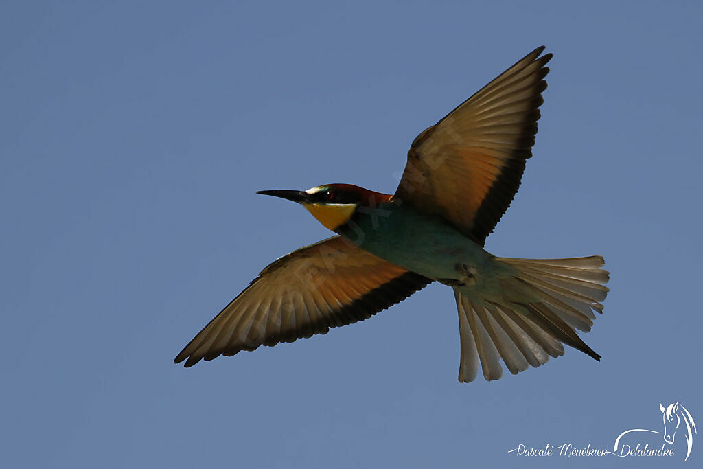 European Bee-eater