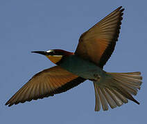 European Bee-eater