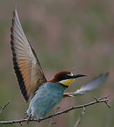 European Bee-eater