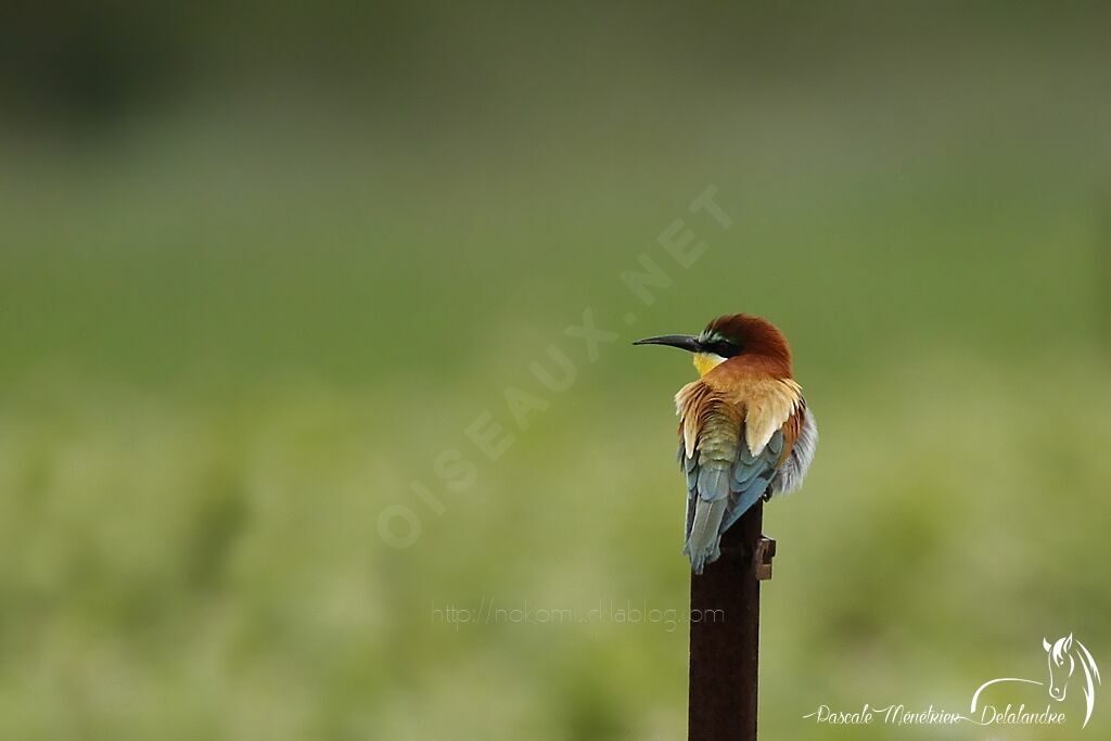 European Bee-eater