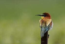 European Bee-eater