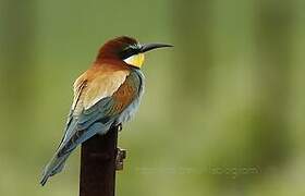 European Bee-eater