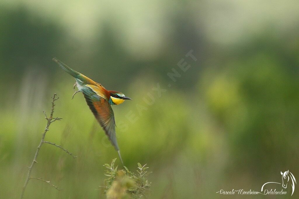 European Bee-eater