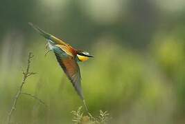 European Bee-eater