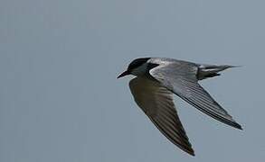 Whiskered Tern