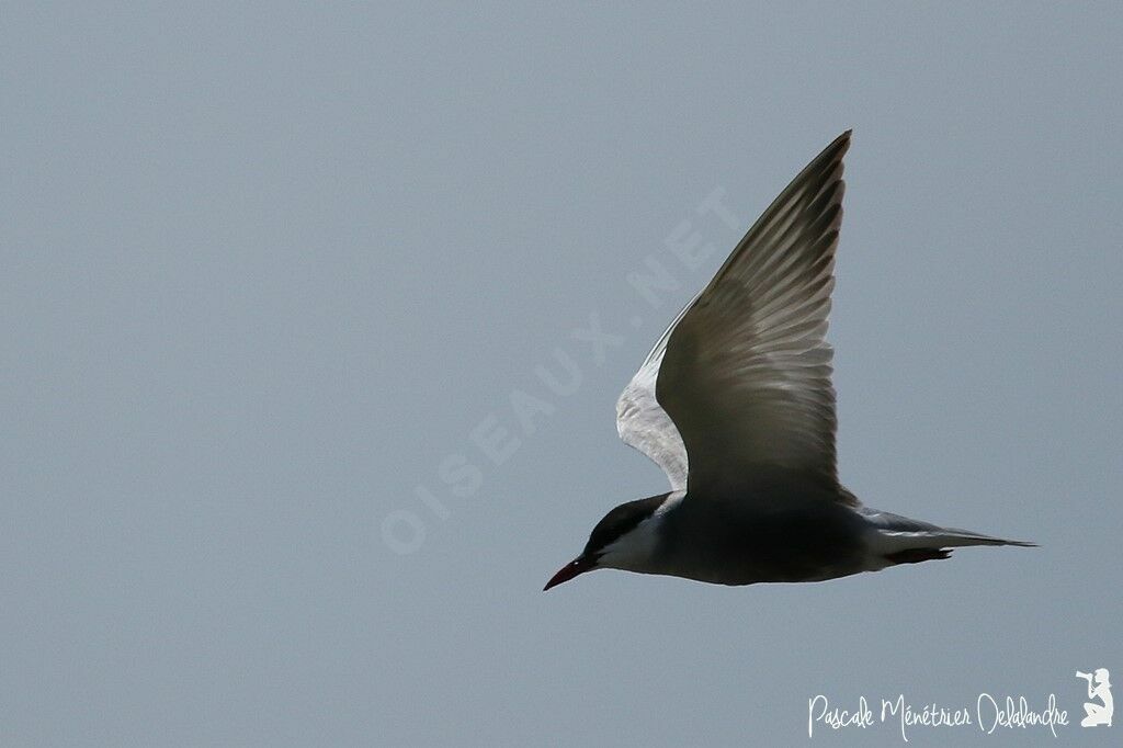 Whiskered Tern