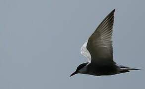 Whiskered Tern