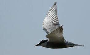 Whiskered Tern