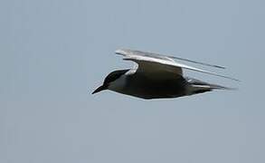 Whiskered Tern