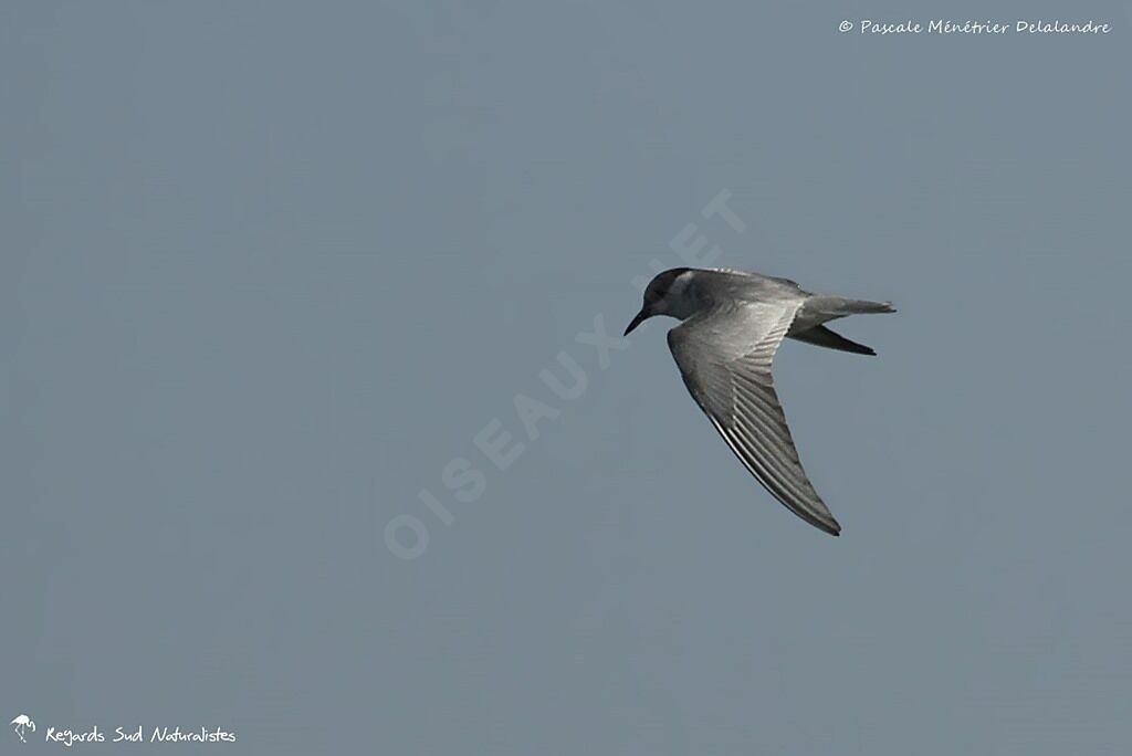 Whiskered Tern